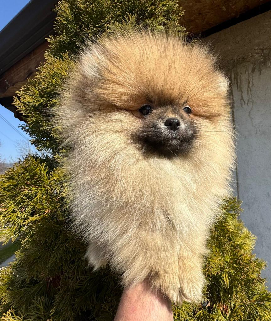 Pomeriaan pupjes, Keeshond, 8 tot 15 weken, Parvo, Meerdere