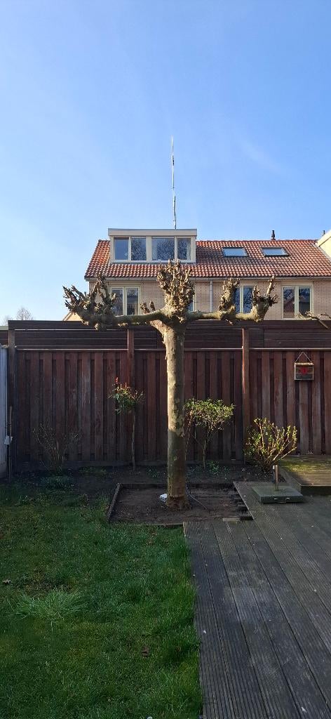 Plantaan, Dakboom, 250 tot 400 cm, Zomer, Ophalen