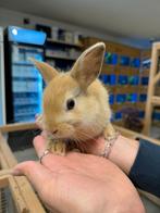 Te koop 2 lieve jonge vrouwtjes dwerg konijntjes, Vrouwelijk, Dwerg, 0 tot 2 jaar