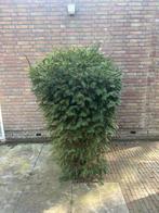Gratis : Taxus Haag - Groenblijvende en Dichte Haagplant, Tuin en Terras, Planten | Struiken en Hagen, Ophalen, Taxus, Haag, 100 tot 250 cm