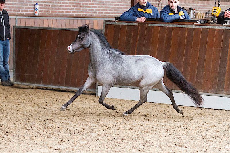 Top fokkende goedgekeurde NMPRS hengst, Met stamboom, Niet van toepassing, Hengst, A pony (tot 1.17m)