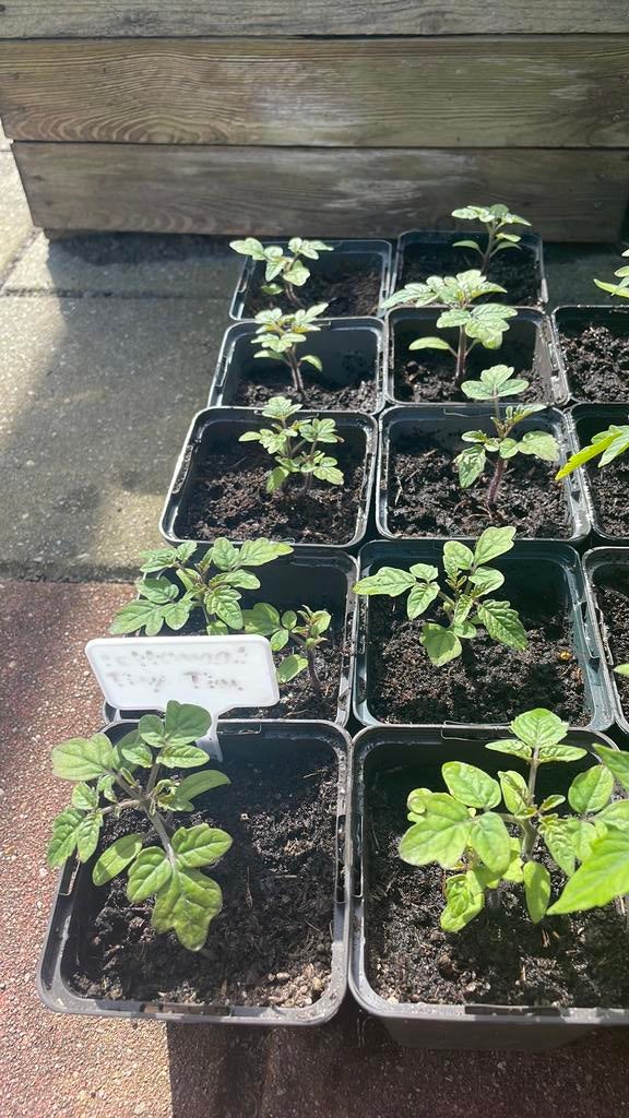 Tomatenzaailingen van Tiny Tim (pottomaat), Ophalen, Eenjarig, Groenteplanten, Volle zon
