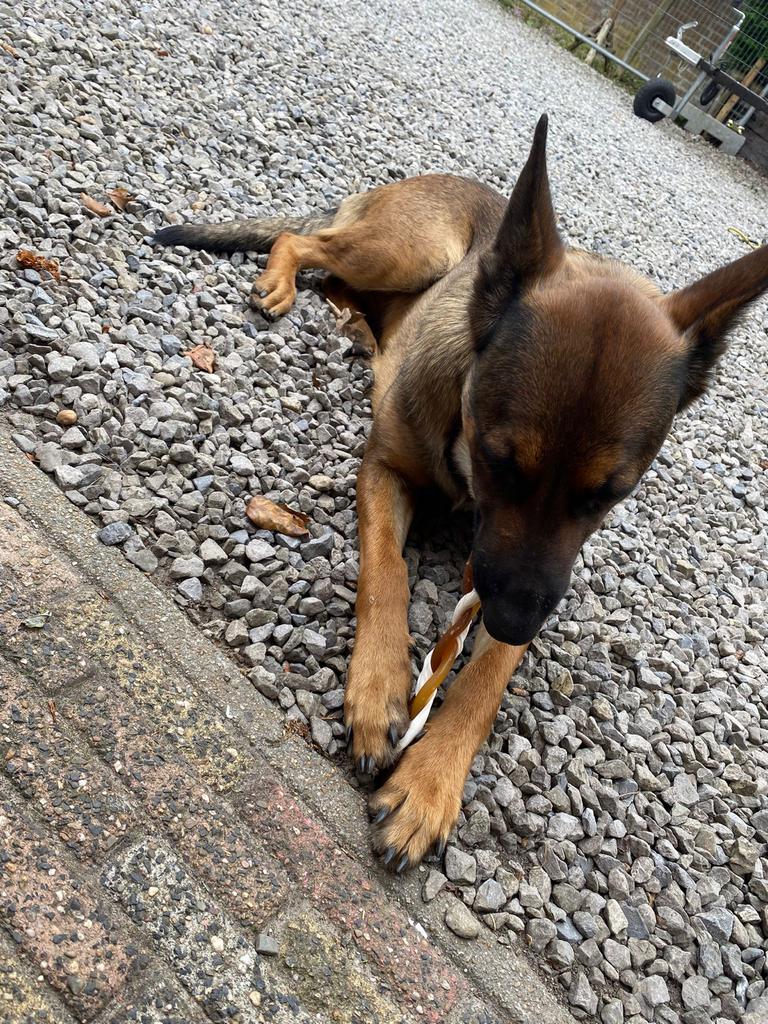Mechelse herder teef, Dieren en Toebehoren, Parvo, Teef, Eén hond, 3 tot 5 jaar