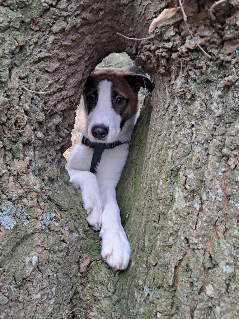 Gereserveerd, Dieren en Toebehoren, 15 weken tot 1 jaar, Reu, Parvo, Eén hond