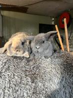 Super schattige hangoor konijntjes te koop, Dieren en Toebehoren, Konijnen, Meerdere dieren, Hangoor