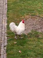 Haan te koop, Mannelijk, Kip