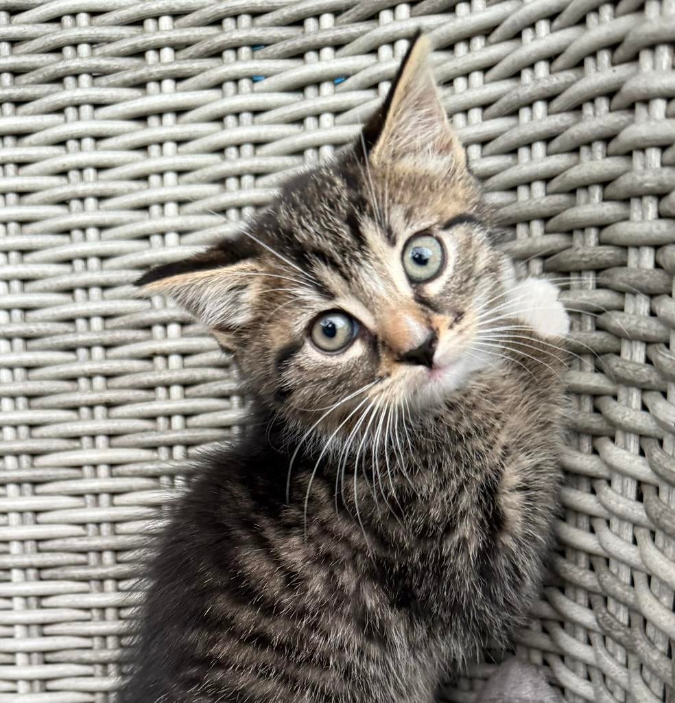 8 weken oude kittens, Meerdere dieren, Kortharig, 0 tot 2 jaar