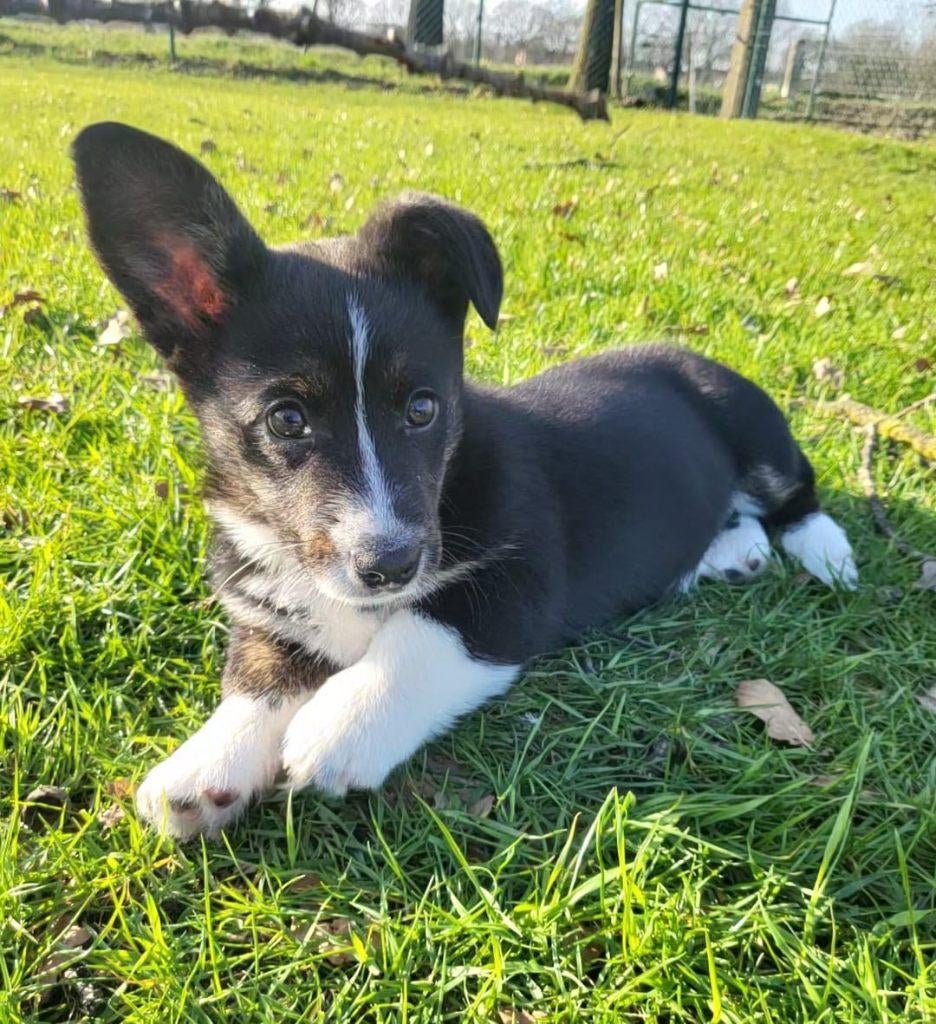 Welsh Corgi Cardigan pup / Corgi pup, Dieren en Toebehoren, Honden | Herdershonden en Veedrijvers, België, Overige rassen, 8 tot 15 weken