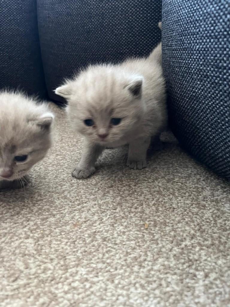 Britse korthaar kittens Lilac, Dieren en Toebehoren, Katten en Kittens | Raskatten | Korthaar, Meerdere dieren, Ontwormd, 0 tot 2 jaar