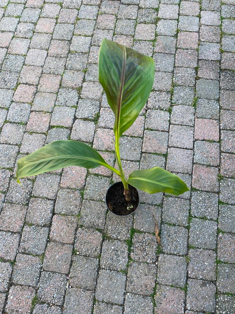 Musa sikkemensis - Winterharde Banaanplant, Tuin en Terras, Planten | Tuinplanten, Overige soorten, Volle zon, Vaste plant, Ophalen of Verzenden