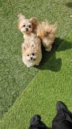 Gezelschaps honden, 15 weken tot 1 jaar, Overige rassen, CDV (hondenziekte), Teef