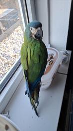 Ara maracana pop met cites en dna, Dieren en Toebehoren, Vogels | Parkieten en Papegaaien, Vrouwelijk, Papegaai