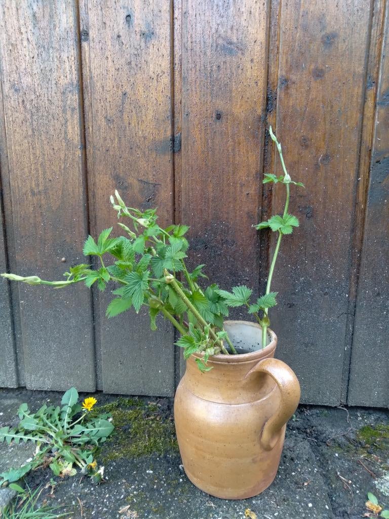 Hop stekken 'Fuggle', Tuin en Terras, Ophalen