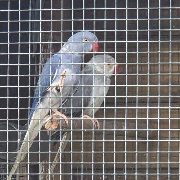 Halsbanden blauw/violet en 1 bonte 4 jonge van vorig jaar, Dieren en Toebehoren, Vogels | Parkieten en Papegaaien, Meerdere dieren