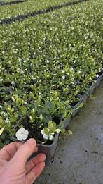 Vinca minor Alba - maagdenpalm - rijkbloeiend - wit, Bodembedekkers, Volle zon, Vaste plant, Ophalen of Verzenden