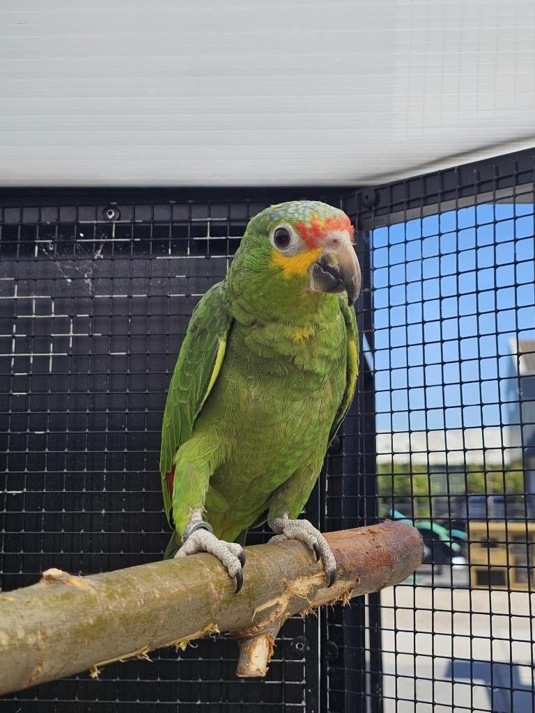 Geelwang Amazone | Halftam | 2025, Dieren en Toebehoren, Vogels | Parkieten en Papegaaien, Papegaai, Vrouwelijk, Tam, Geringd