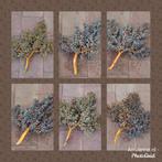 Stoere, landelijke dadeltakken, tak, decoratie, droogbloemen, Nieuw, Ophalen of Verzenden, Gemaalweg 12b Rutten, Ari-Janne.nl