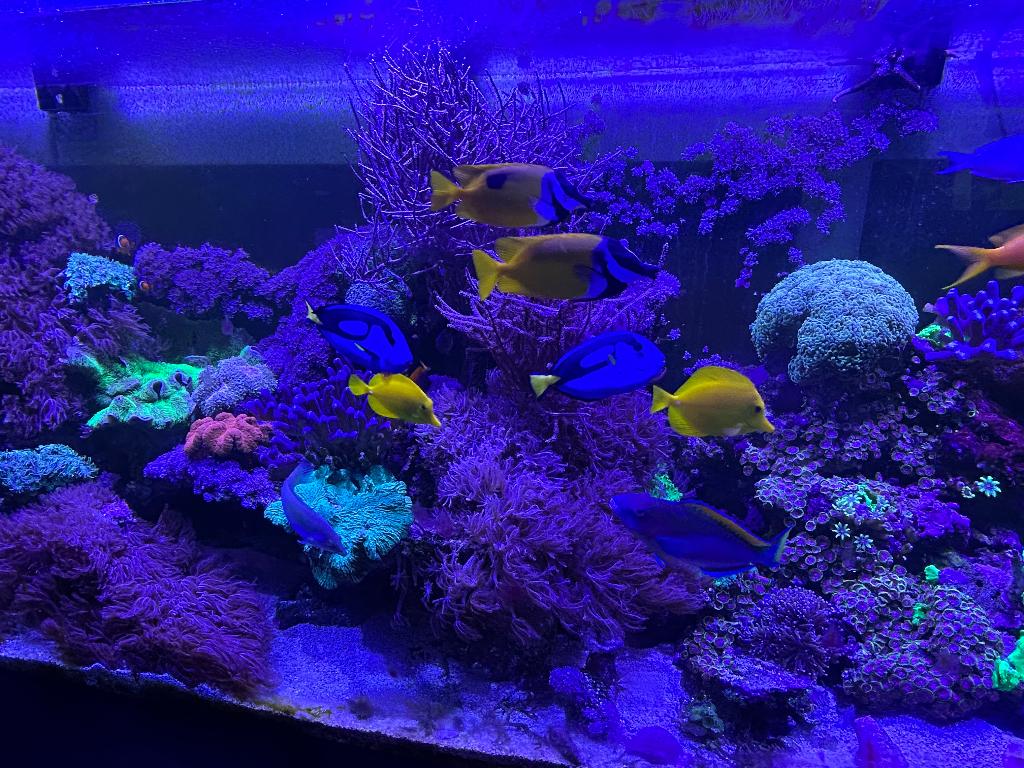 Prachtig Zeeaquarium 700 l afmeting 200x50x70, Ophalen, Zo goed als nieuw, Gevuld zeewateraquarium