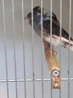 Largett man wit bont, Dieren en Toebehoren, Mannelijk, Kleurkanarie