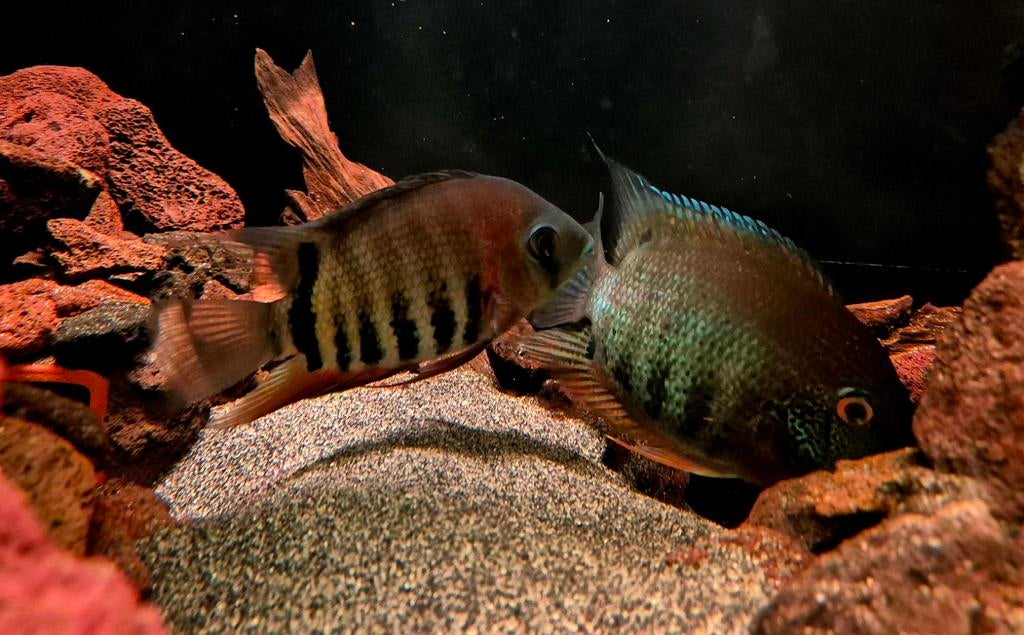 Te koop bewezen kweekkopppel heros rotkeil vrouw mag los, Vis, Zoetwatervis