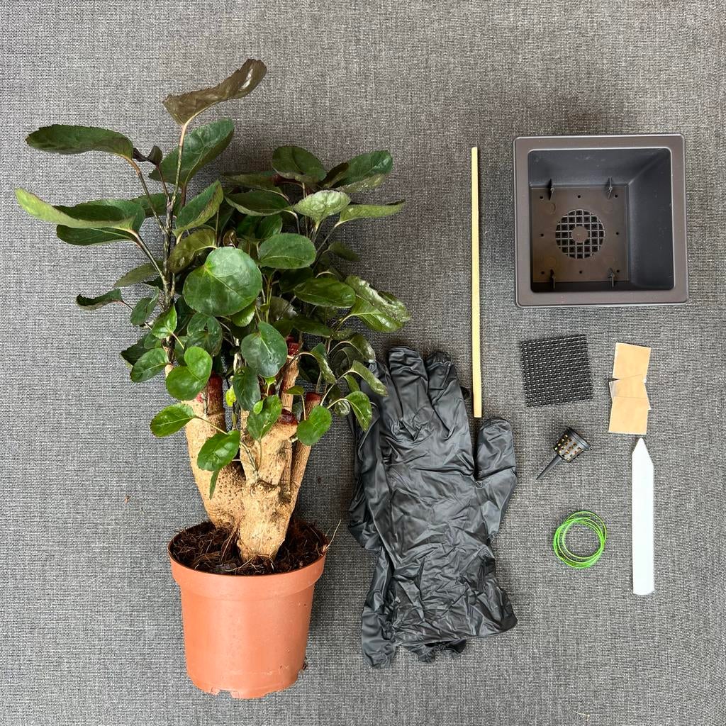 Dr Banana’s Bonsai starter kit met plant en accessoires, Ophalen of Verzenden, Zo goed als nieuw, Poppenhuis