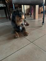 Ruwharige Teckel / Jack Russel pups, Parvo, Jack Russell Terriër, Reu, 8 tot 15 weken