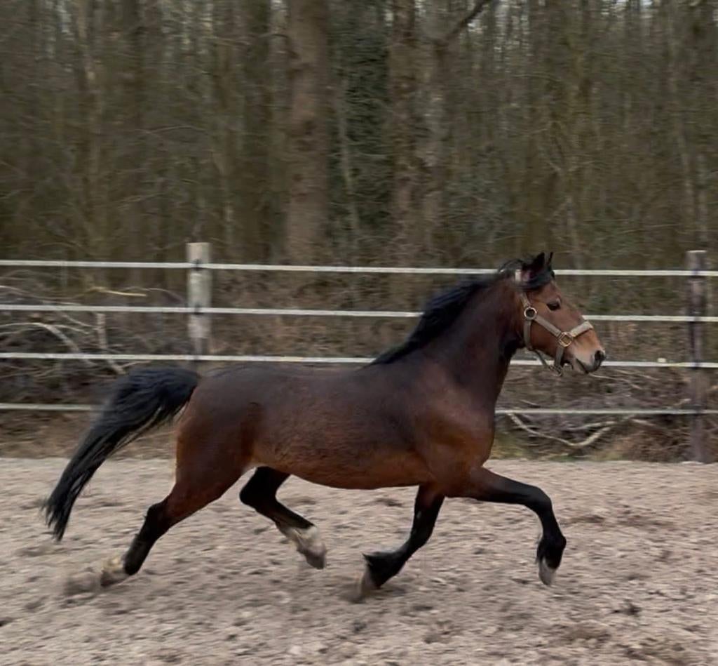 Hackney Ster Hengst, Hengst, Met stamboom, 7 tot 10 jaar