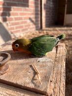 Baby Agapornis, Geslacht onbekend, Dwergpapegaai of Agapornis, Geringd