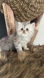 Mooie Perzische kitten poes zoekt een gouden mandje, Meerdere dieren