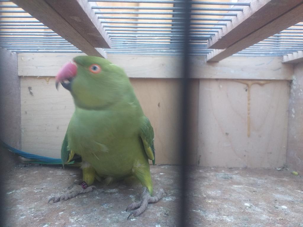 Halsbandparkiet pop met DNA papier, Vrouwelijk, Parkiet