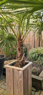 Goedkope PALMPLANTEN trachycarpus fortunei vanaf 7,50, Tuin en Terras, Planten | Tuinplanten, Volle zon, Vaste plant, Zomer, Ophalen