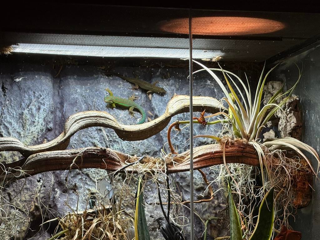 Koppel Phelsuma Cepediana, Dieren en Toebehoren, Slang, 0 tot 2 jaar