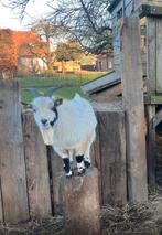 Bijna 1 jarige (dek/gezelschaps) bok, Mannelijk, Geit