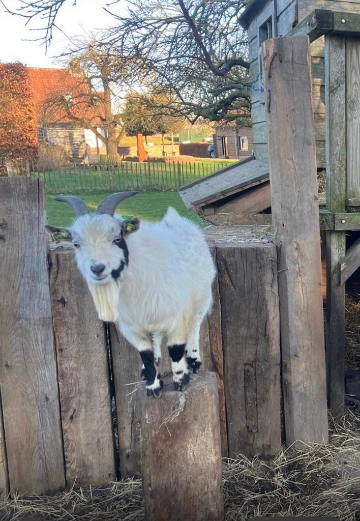 Bijna 1 jarige (dek/gezelschaps) bok, Dieren en Toebehoren, Schapen, Geiten en Varkens, Geit, Mannelijk