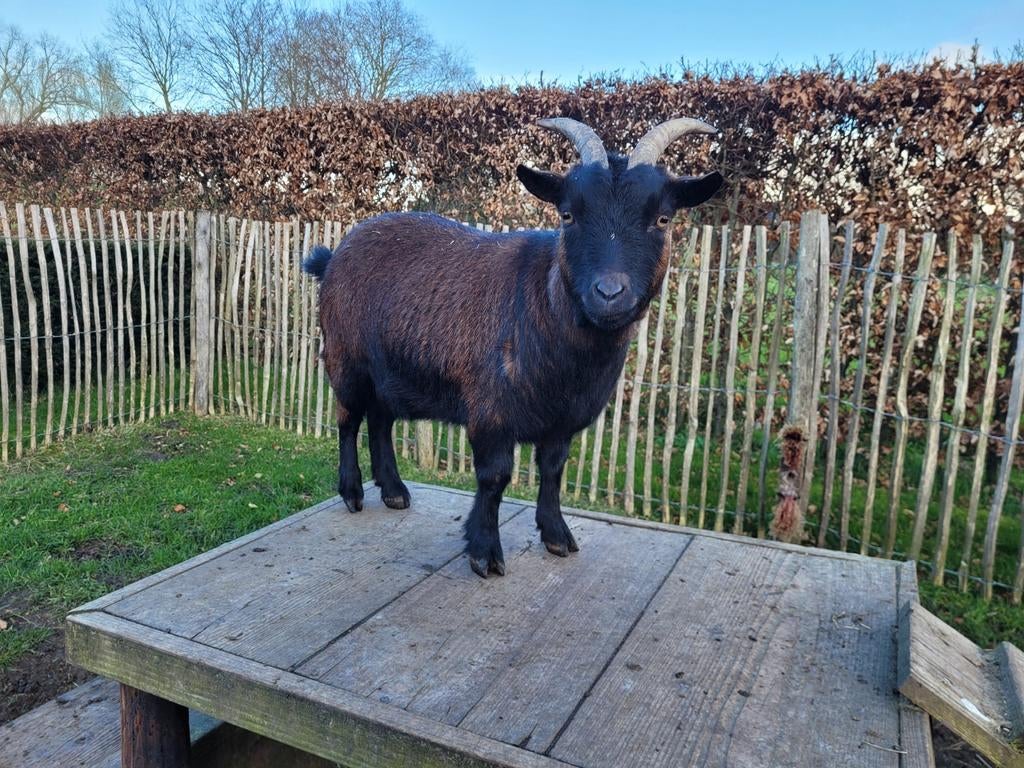 Dwerggeit, Dieren en Toebehoren, Schapen, Geiten en Varkens, Vrouwelijk, Geit, 3 tot 5 jaar