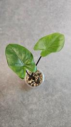 Alocasia Macrorrhiza Black Stem, Ophalen of Verzenden, Halfschaduw, Minder dan 100 cm