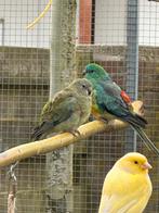Ruudrug parkiet koppel  in wildkleur. Zijn van 2024, Dieren en Toebehoren, Meerdere dieren, Parkiet