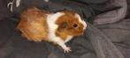 Cavia's, 5 weken oud. 1 zeugje en 1 beertje, Dieren en Toebehoren, Knaagdieren, Cavia, Januari, Meerdere dieren, Tam
