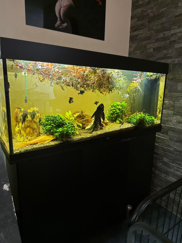 Aquarium, Dieren en Toebehoren, Overige merken, Inclusief vissen, Ophalen of Verzenden, Gevuld zoetwateraquarium