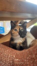 Twee lieve kittens (Mix Ragdoll/Perzisch), Poes, Ontwormd