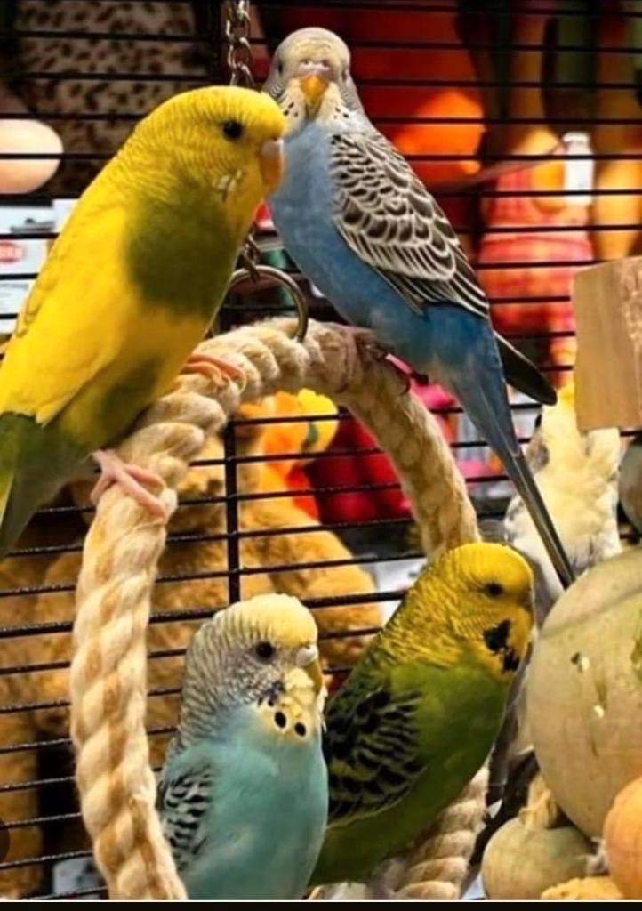 Gratis:liefdevolle tehuis voor alle soorten kromsnavels, Dieren en Toebehoren, Vogels | Parkieten en Papegaaien, Parkiet, Meerdere dieren