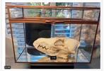Vossen schedel 20 cm, in vitrine kast 28 x 20 x 13 cm, Ophalen of Verzenden, Nieuw, Schedel