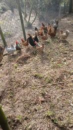 Jongen krielen te koop, Meerdere dieren, Kip