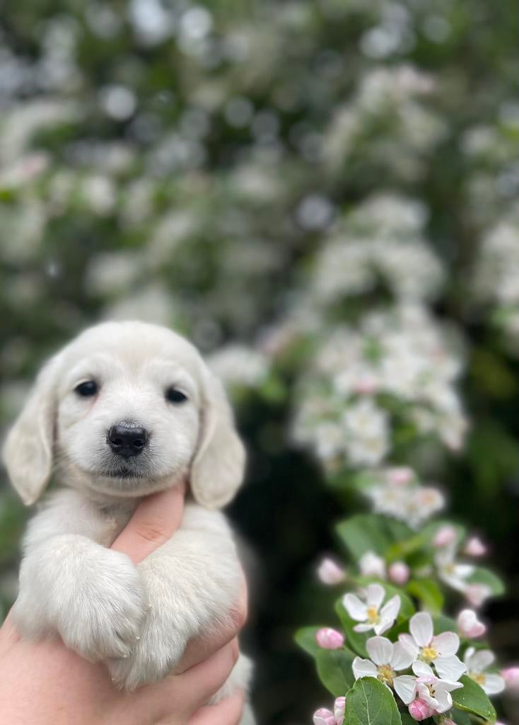 Mooie creme kleurige teckel pups, Parvo, Reu, 8 tot 15 weken, Dwerg