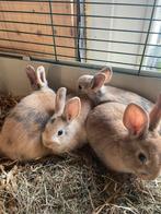 Lieve konijntjes, Meerdere dieren, Groot