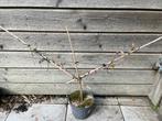 Witte druif Vitis Vinifera, Tuin en Terras, Planten | Tuinplanten, Ophalen, Vaste plant, Fruitplanten, Volle zon