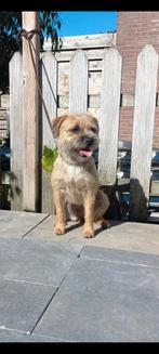 Mooie borderterrier pups te koop border terriër, Overige rassen, 8 tot 15 weken, Meerdere, Meerdere dieren