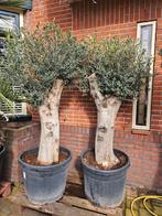 Olijfstruiken 190-200 hoog in pot - olijfbomen, Ophalen of Verzenden, 100 tot 250 cm, Olijfboom, Zomer