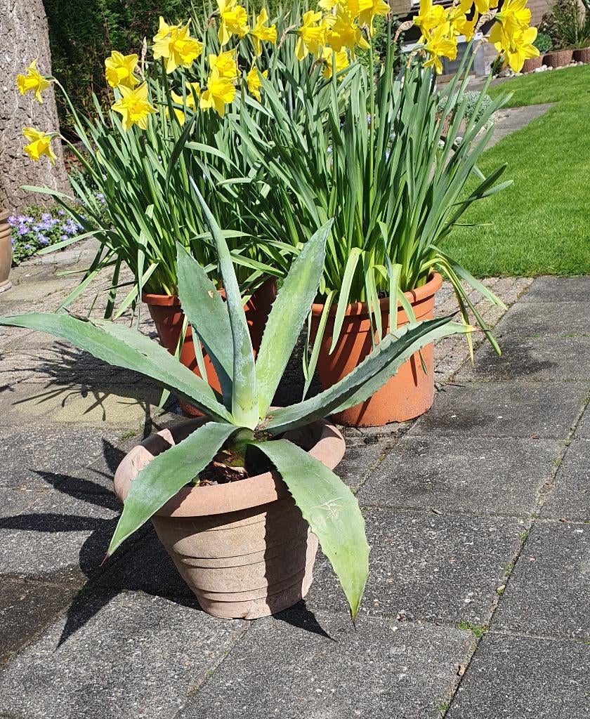 Agave totale hoogte 60 cm Ø 80 cm, Tuin en Terras, Planten | Tuinplanten, Vaste plant, Bloeit niet, Halfschaduw, Ophalen