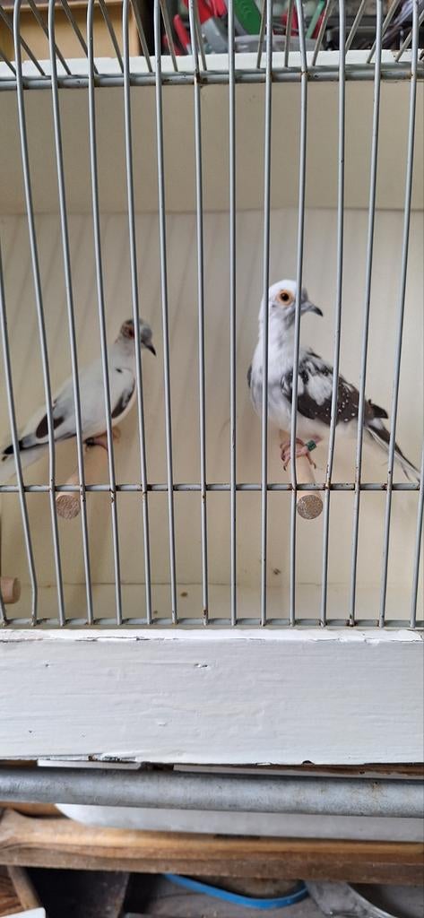 Te koop koppel diamantduiven bont, Dieren en Toebehoren, Vogels | Overige Vogels, Meerdere dieren